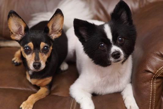 Charitability | 3 Paws Kitchen