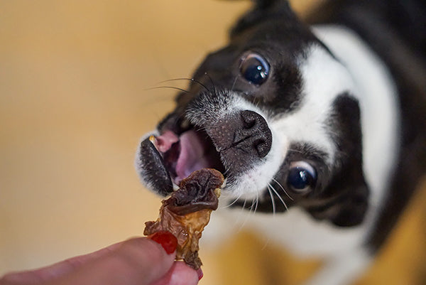Dog Treats- 100% All Natural Dehydrated Single Ingredient Chicken Gizzards-for dogs, cats & small animals