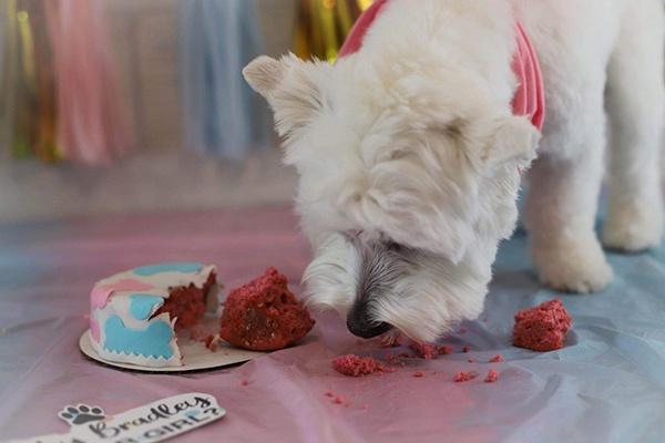 Gender Reveal Dog Cake | Pink or Blue Inside | Healthy Celebration Cake for Dogs