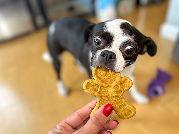 Healthy Halloween Dog Treat- Turmeric Skeleton Biscuits- Dog Lover Gift