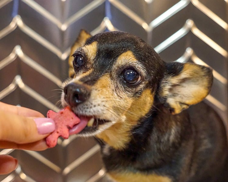 3 Paws Kitchen Dog Treats- Vegan Beet & Banana Training Treats - 3 Paws Kitchen
