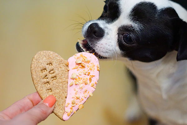 Valentine's Day Healthy Dog Treats Peanut  Dipped Heart Cookies- Dog lover gift